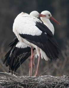 Storch schnaebelt seinen Partner im Gefieder