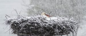 Storch bruetet im Schnee