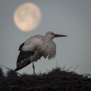 Storch mit Mond